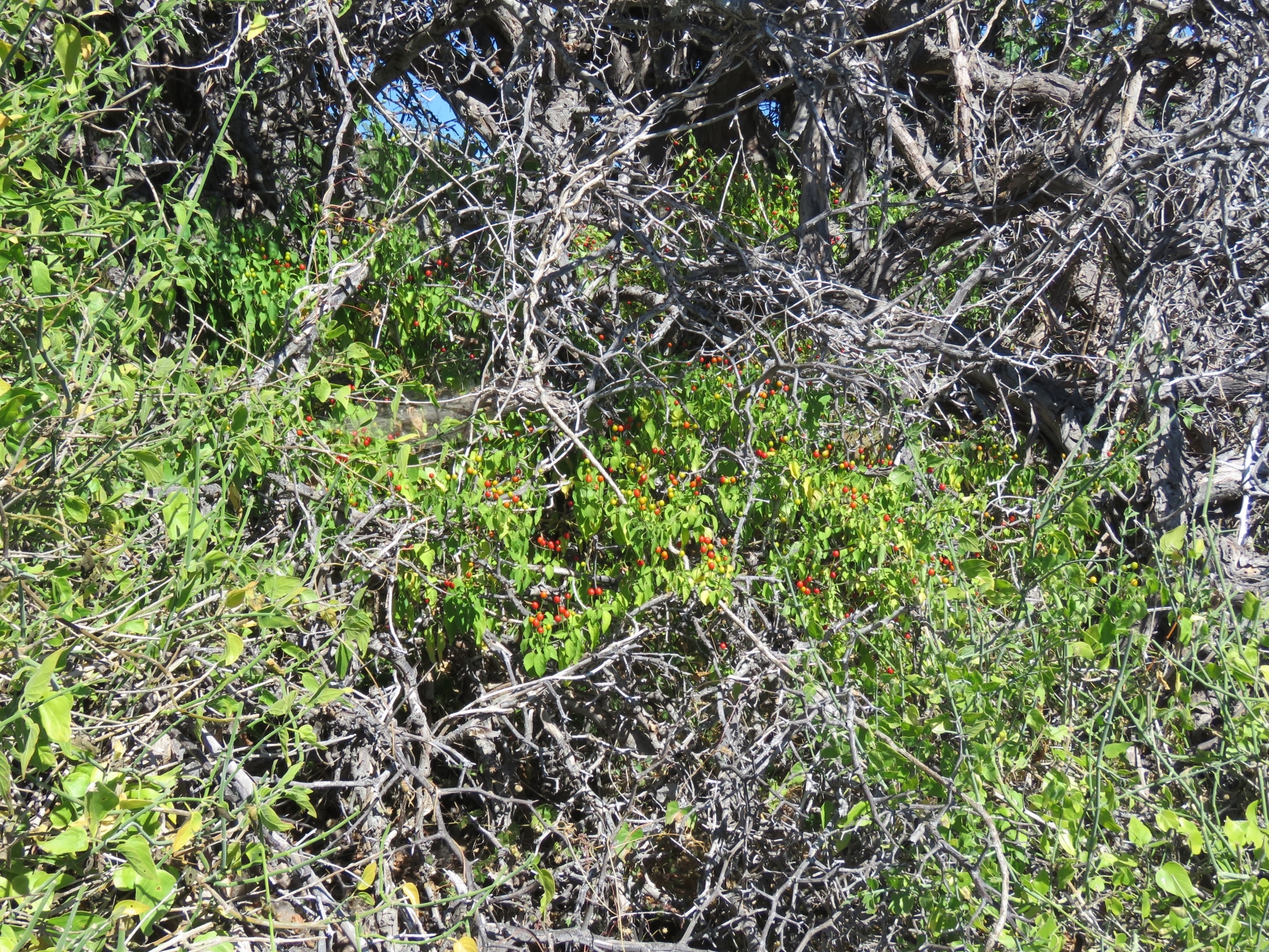 Capsicum annuum cv. 'Chiltepín'